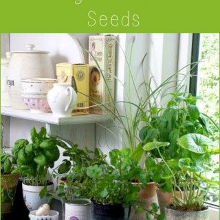 12 Easy Herbs to grow from Seeds via flouronmyface.com