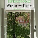 How to Create a Hydroponic Window Farm