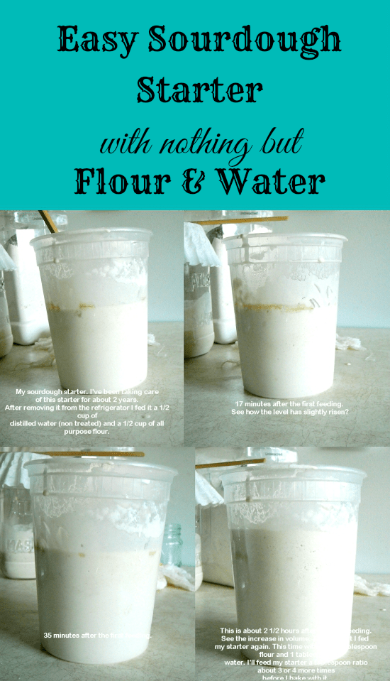 Step by step photos and instructions on how to make sourdough starter with nothing but flour and water