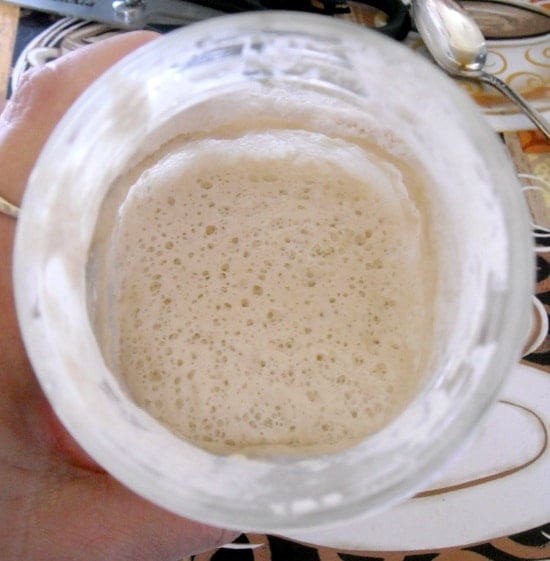 sourdough starter