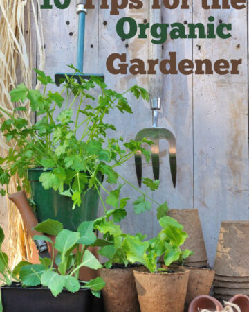 10 Tips for the Organic Gardener via flouronmyface.com