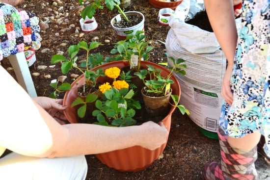 strawberry plants, edible gardening, Earth Day, Bigelow Tea