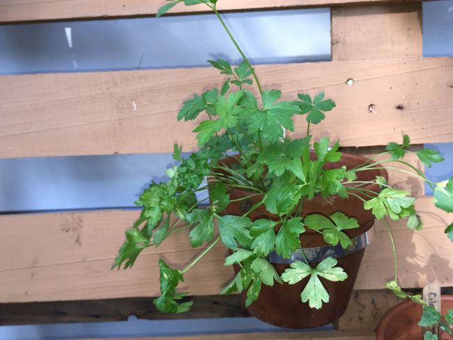 An Herb Pallet Garden is a perfect way to grow the herbs for your salsa garden via flouronmyface.com