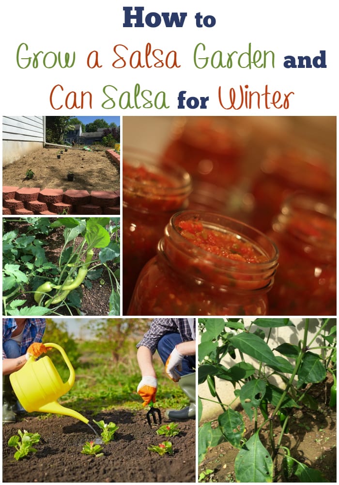 How to grow a salsa garden and can salsa for winter via flouronmyface.com
