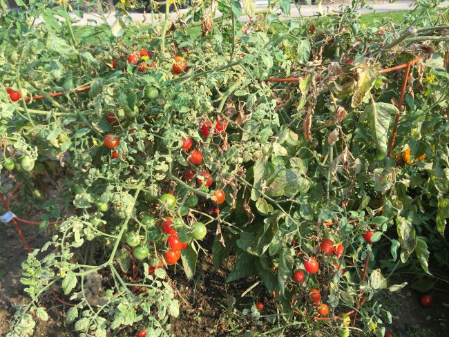 Tomato-plants-for-a-salsa-garden via flouronmyface.com