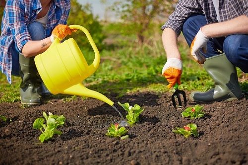 Transplanting seedings for a salsa garden via flouronmyface.com