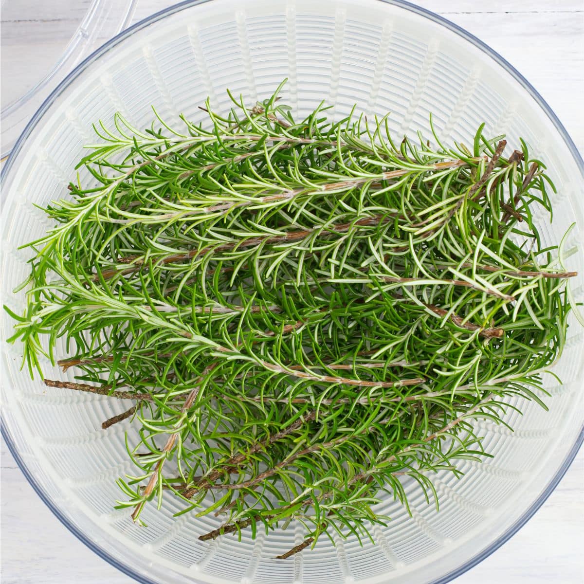 Fresh rosemary springs in a salad spinner to dry,