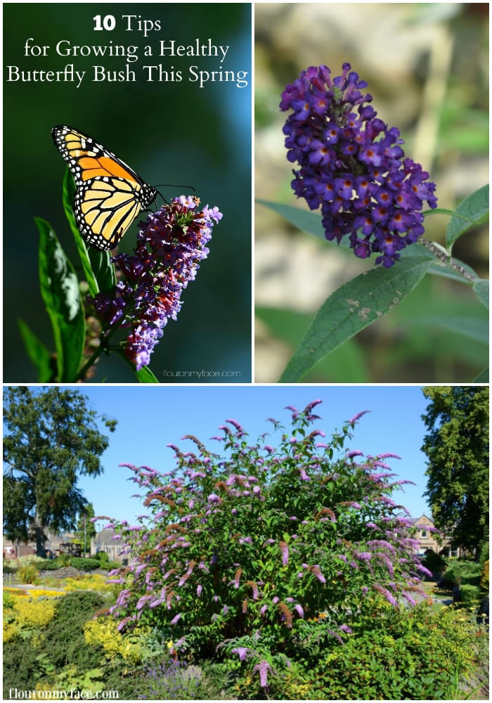 Gardening Tips for growing a beautiful Butterfly Bush this Spring via flouronmyface.com