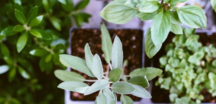 How to water container Herb plants during the winter via flouronmyface.com