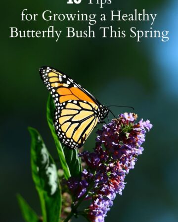 10 Tips to Growing a Healthy Butterfly Bush this Spring via flouronmyface.com