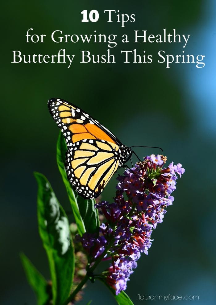 10 Tips for Growing a Healthy Butterfly Bush this Spring via flouronmyface.com