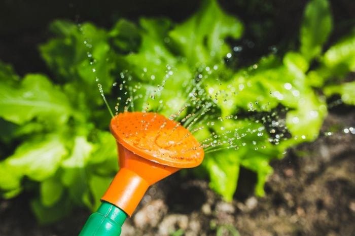 Watering Can for your herb plants via flouronmyface.com