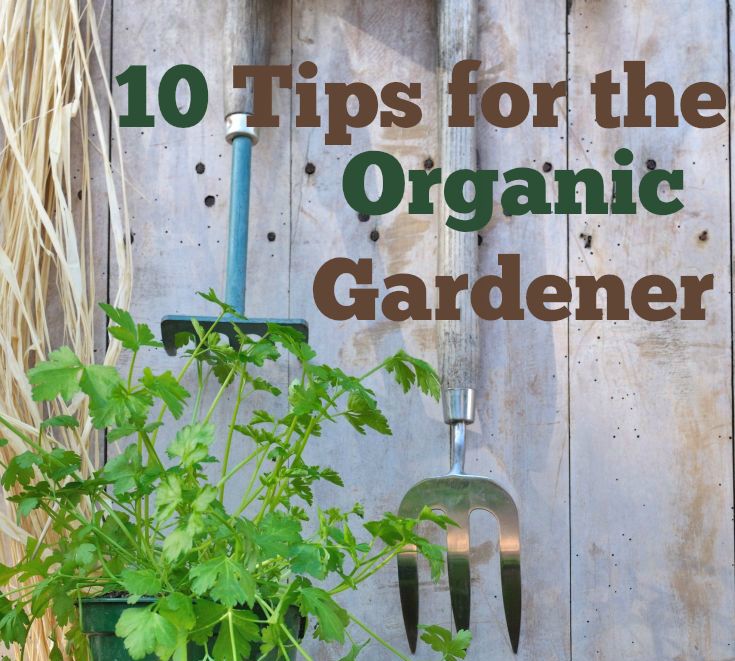 10 Tips for the Organic Gardener-Flour On My Face