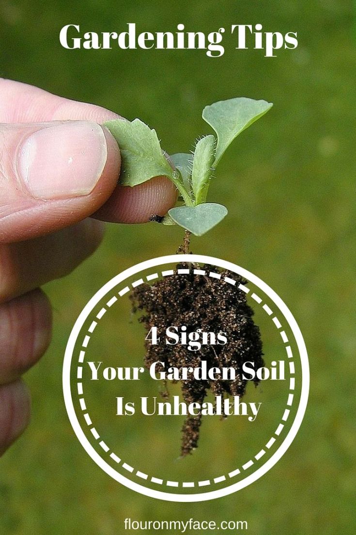 Gardening Tips : 4 Signs that your garden soil is unhealthy via flouronmyface.com 