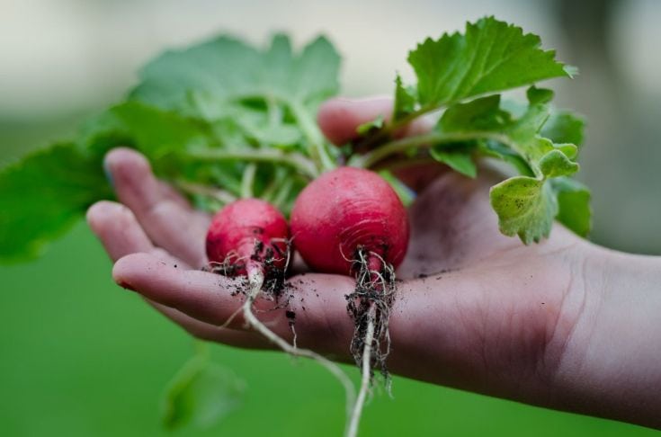 Fresh garden grown beets via flouronmyface.com