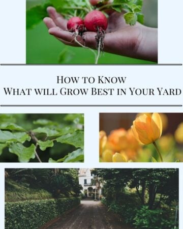 How to know what will grow best in your yard via flouronmyface.com