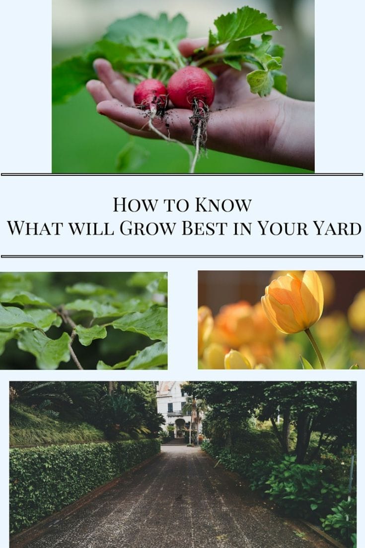 How to know what will grow best in your yard via flouronmyface.com