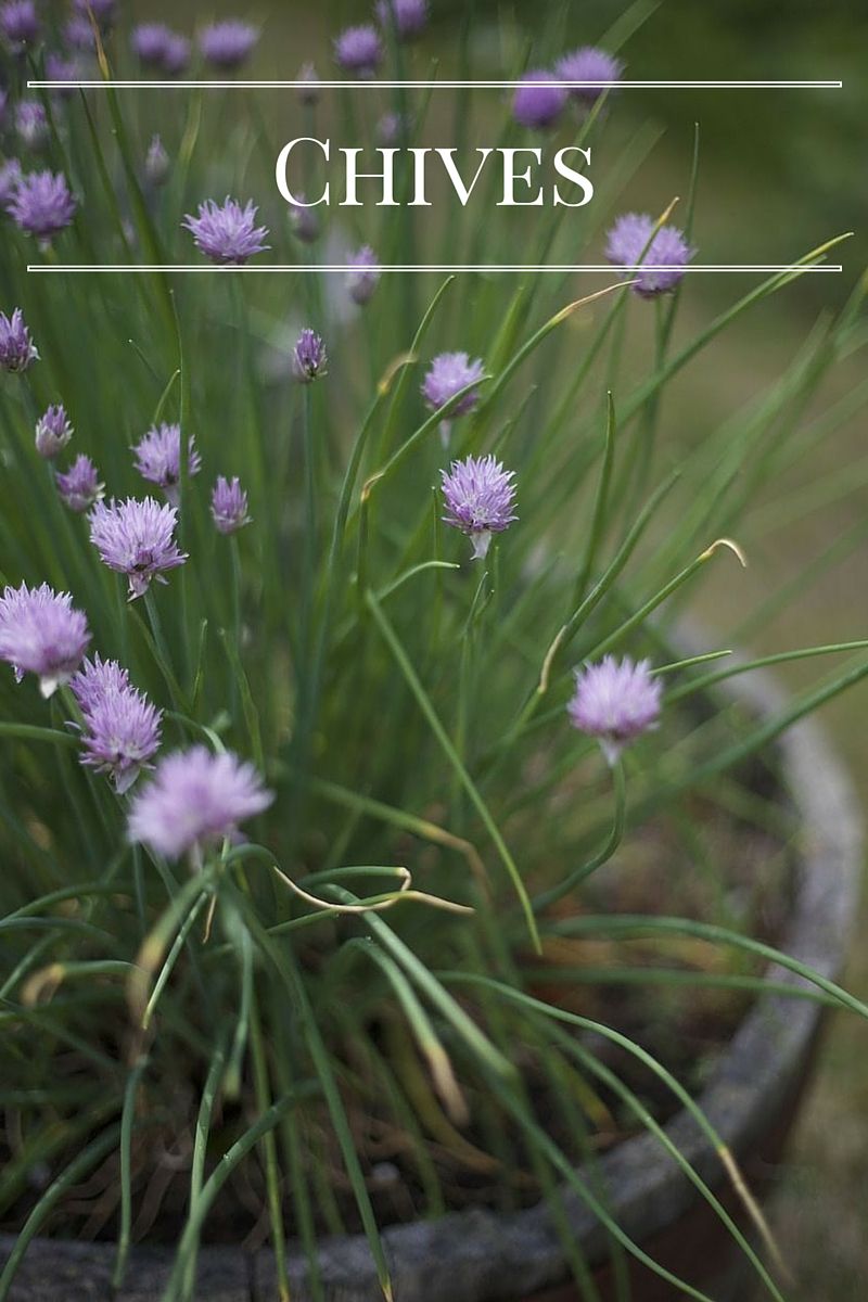 Grow fresh Chives in your Kitchen Garden via flouronmyface.com