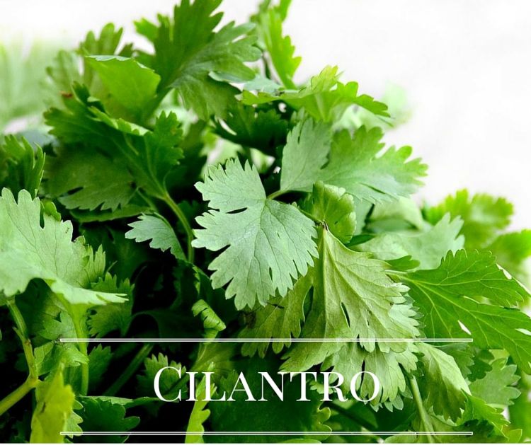 Fresh Cilantro from your kitchen garden via flouronmyface.com