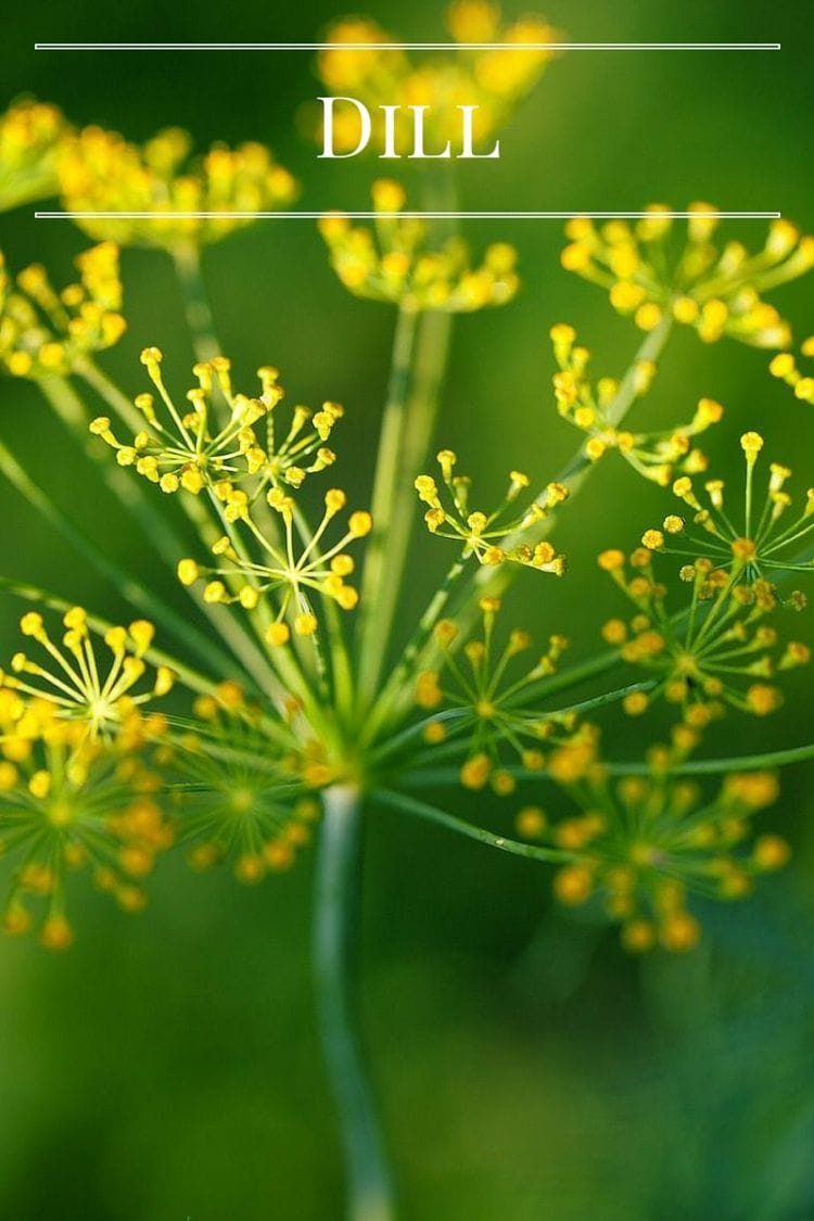 Grow fresh Dill in your kitchen garden via flouronmyface.com