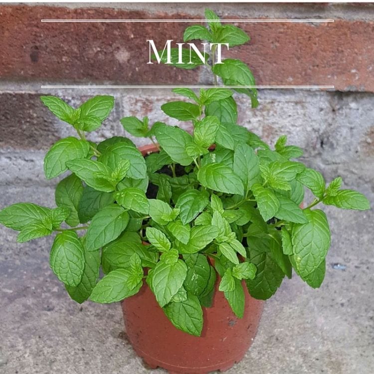 Grow fresh Mint in your Kitchen Garden via flouronmyface.com