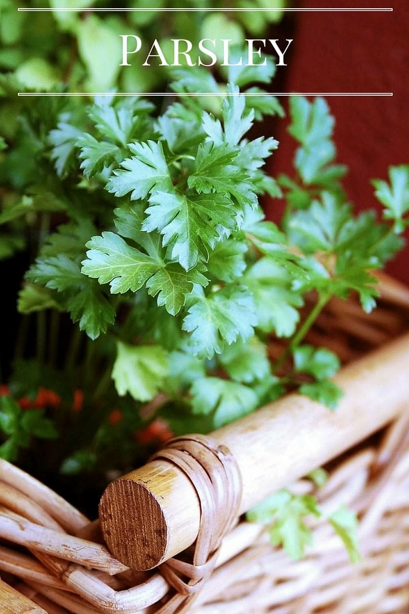 Grow Parsley in your Kitchen Garden via flouronmyface.com