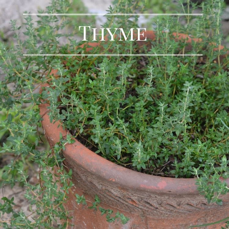 Grow fresh Thyme in you Kitchen Garden via flouronmyface.com