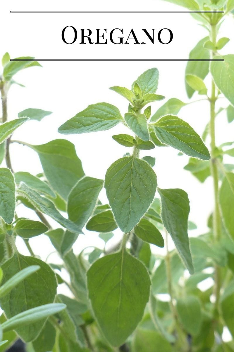 Grow fresh Oregano in a Kitchen Garden via flouronmyface.com