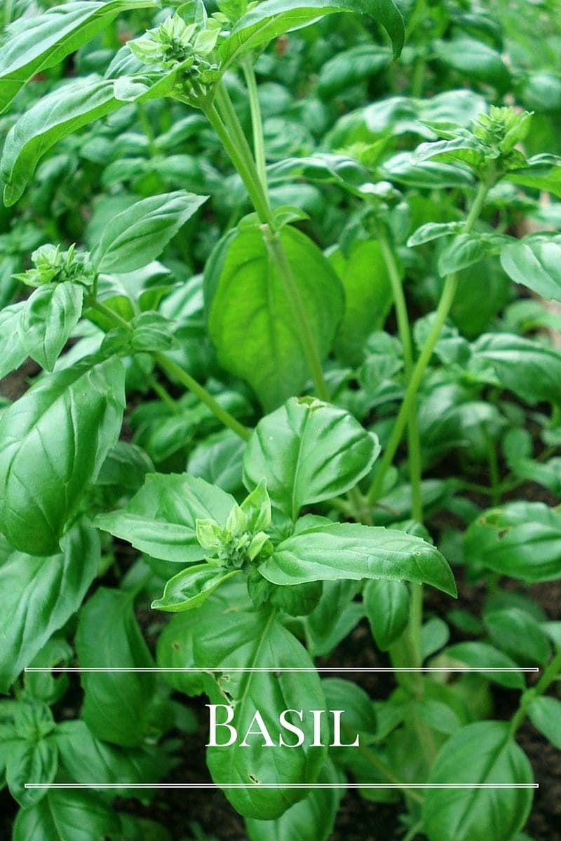 Basil plant for your kitchen garden via flouronmyface.com