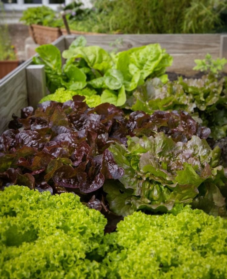 What plants should you grown in a raised garden bed? via flouronmyface.com