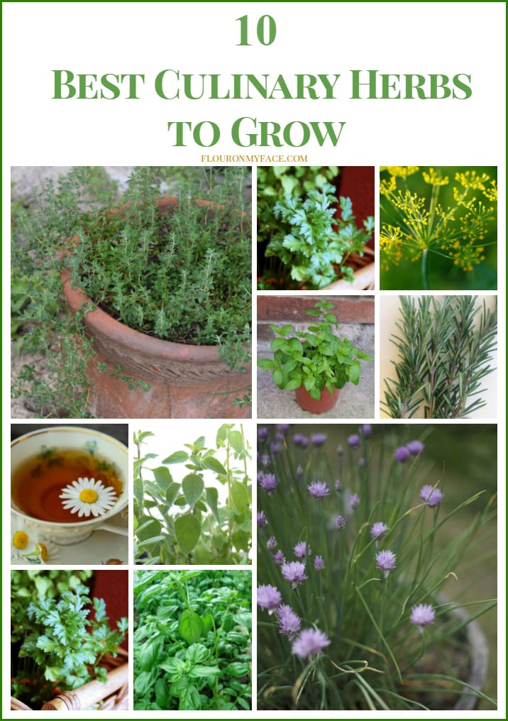 10 Best Culinary Herbs to Grow flouronmyface