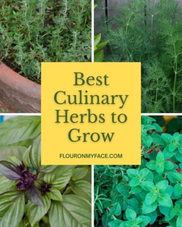 4 image collage of Basil. Thyme, Dill and oregano growing in pots.