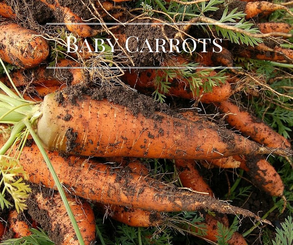 Baby carrots freshly harvested and still covered with dirt from the garden