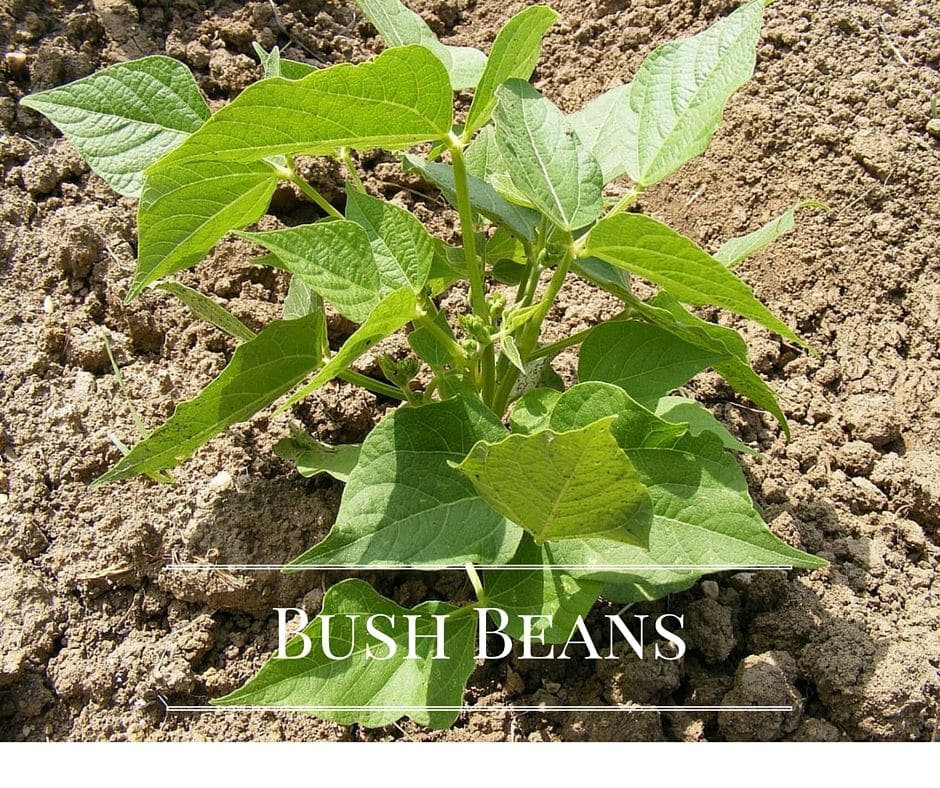 Bush beans emerging from the garden bed
