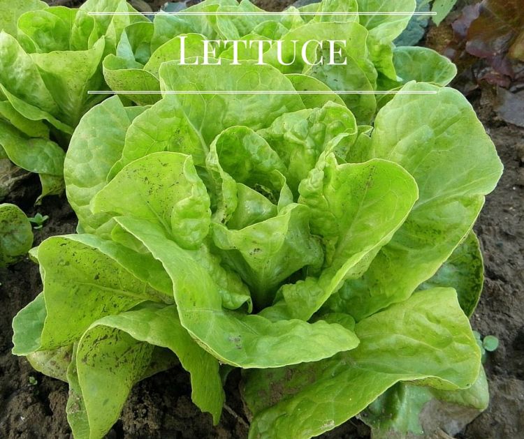 a mature head of romaine lettuce in a garden row.
