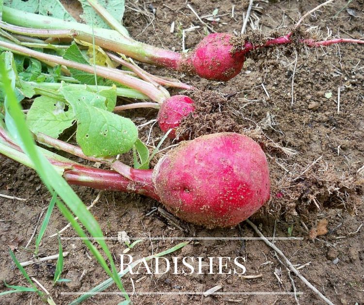 One of the fastest Vegetables to grow are Radishes
