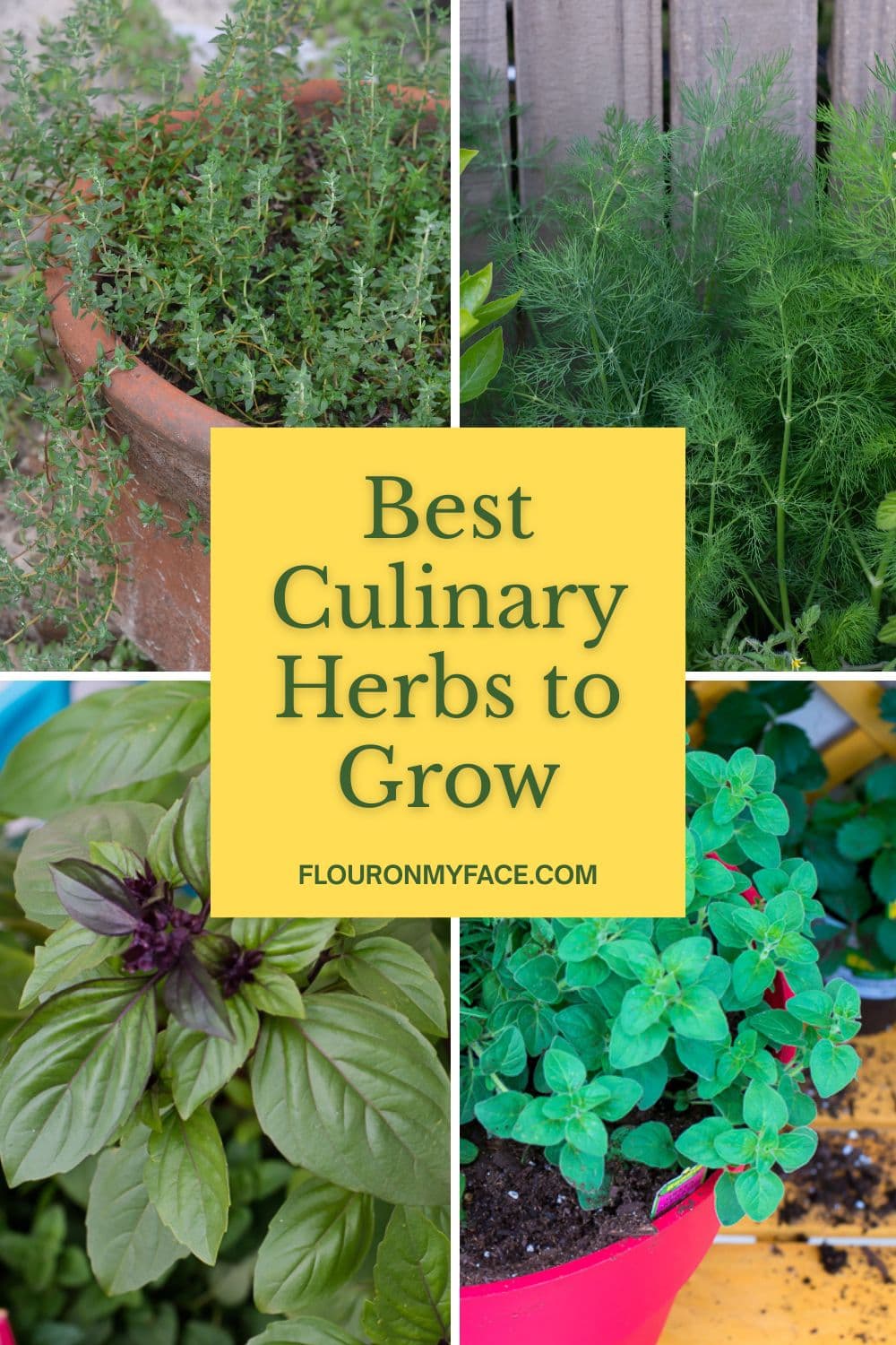 Long vertical featured image of 4 types of herbs growing in pots.