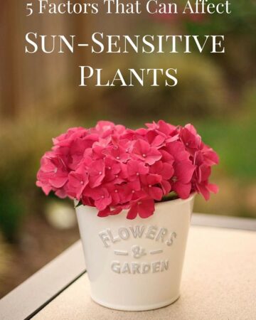 5 Factors that can affect sun sensitives plants in your garden via flouronmyface.com