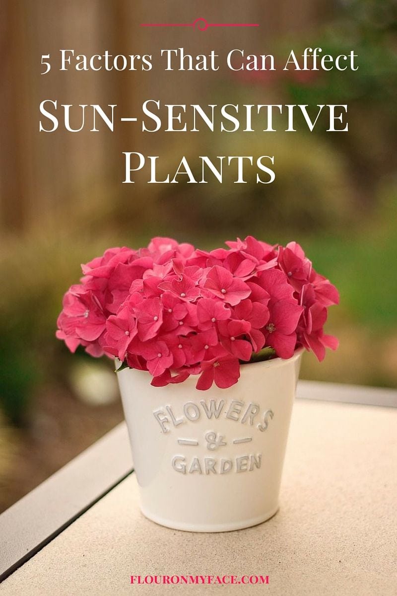 5 Factors that can affect sun sensitives plants in your garden via flouronmyface.com