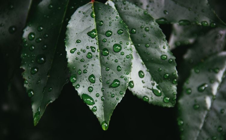 How moisture in the garden can affect sun sesitive plants via flouronmyface.com