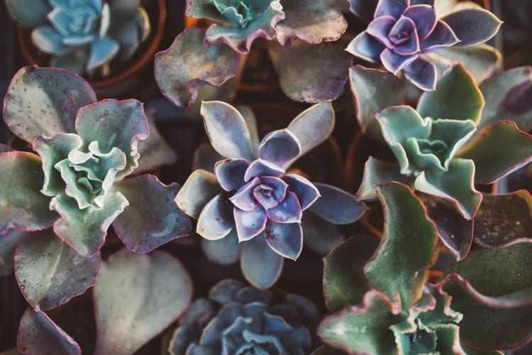 How sun light can affect succulents growing in your garden via flouronmyface.com