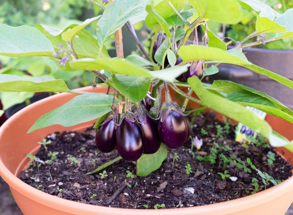 baby eggplants hanging on a mature and producing eggplant grown in a container