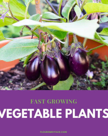 Fast Growing Vegetables