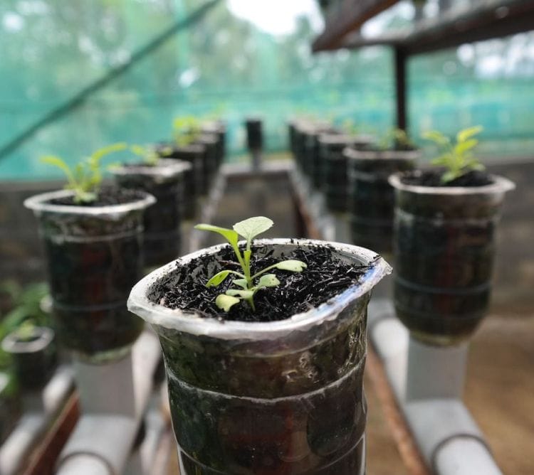 Growing plants in a Hydroponic Window Farm via flouronmyface.com