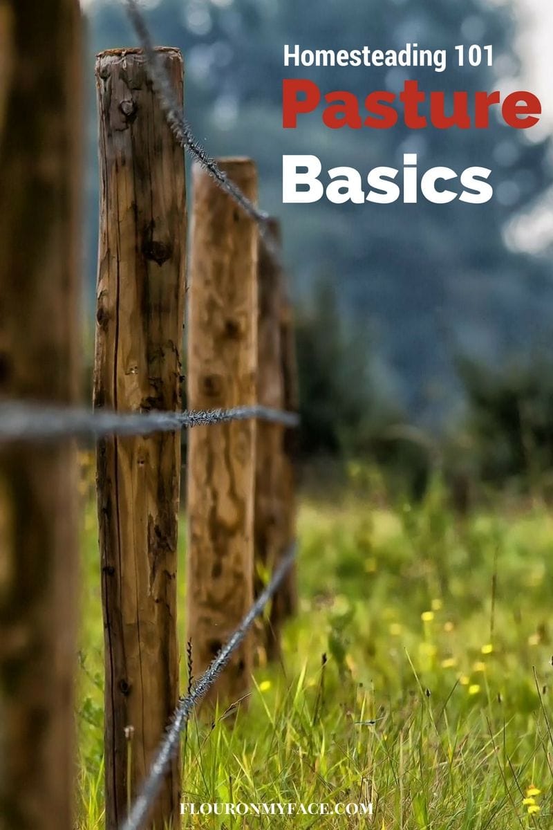 Homesteading 101: Pasture Basics via flouronmyface.com