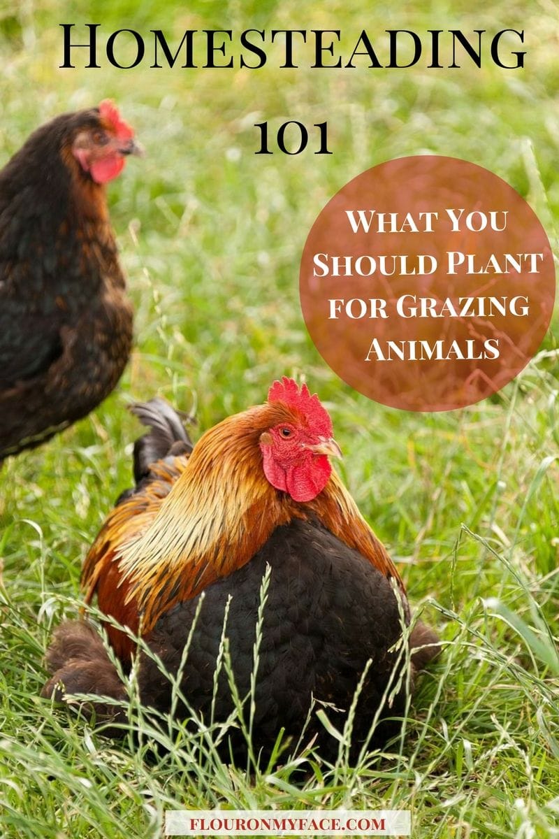Homesteading 101: What You Should Plant for Grazing Animals via flouronmyface.com