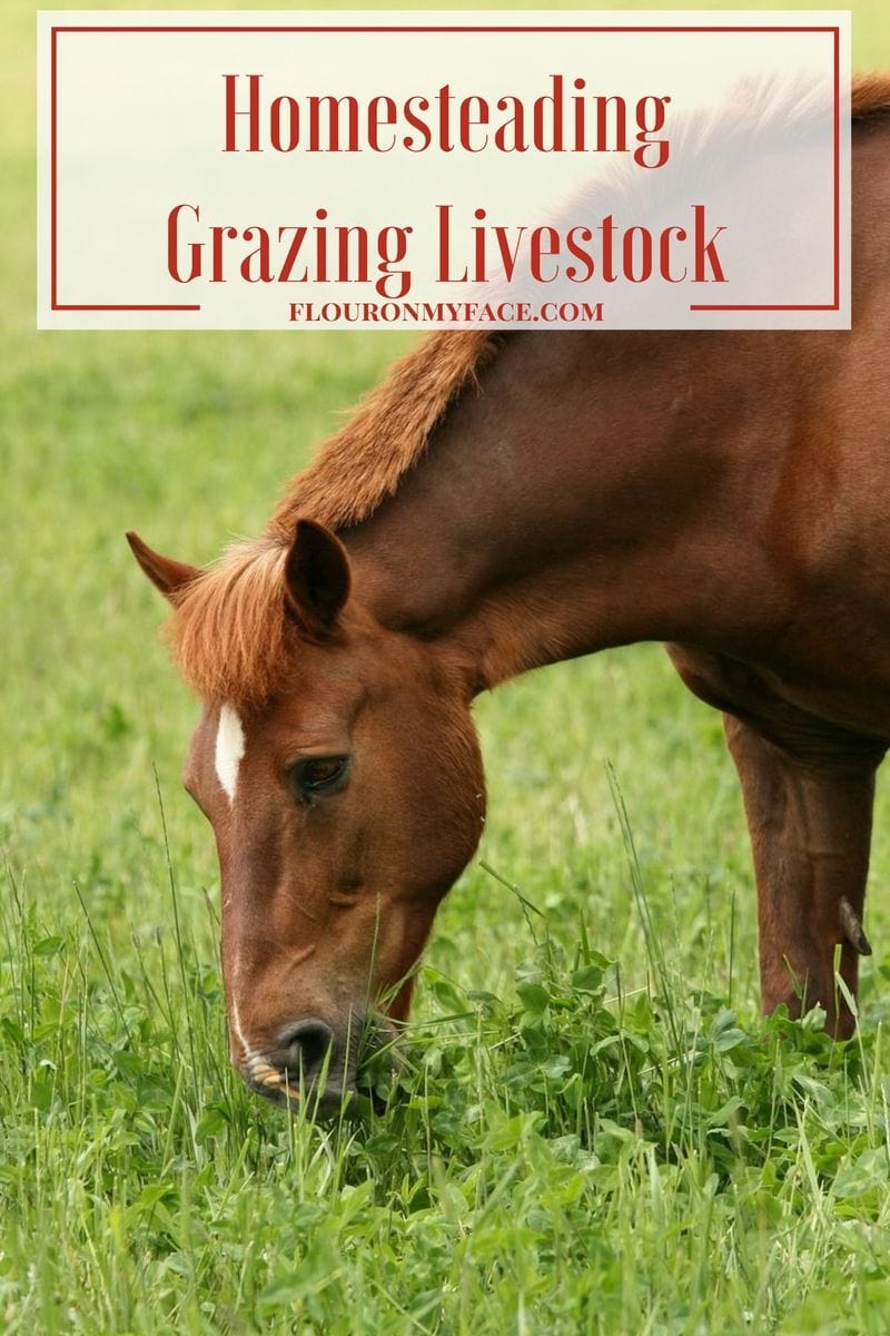 Homesteading 101: Grazing large livestock like horses via flouronmyface.com