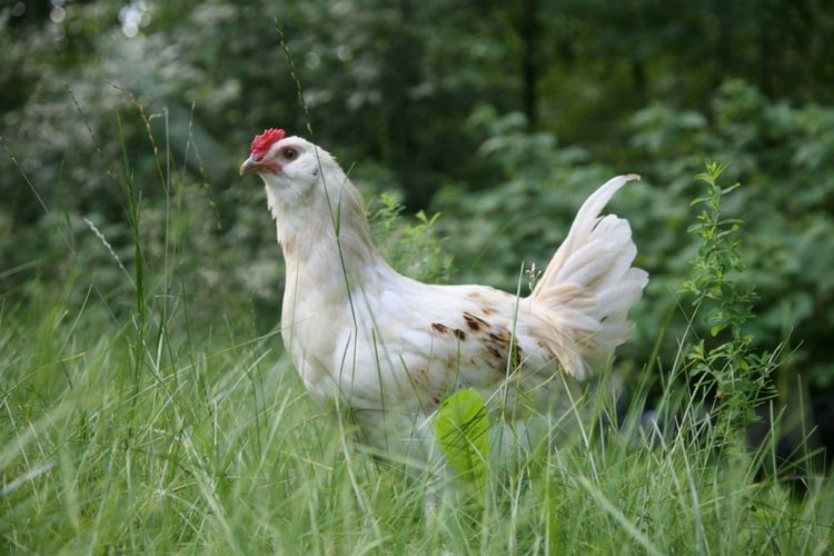 Homesteading 101: Chickens via flouronmyface.com