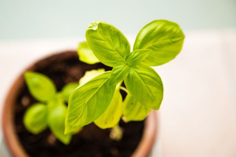 8 Summer Gardening Hacks-make compostable plant pots via flouronmyface.com 