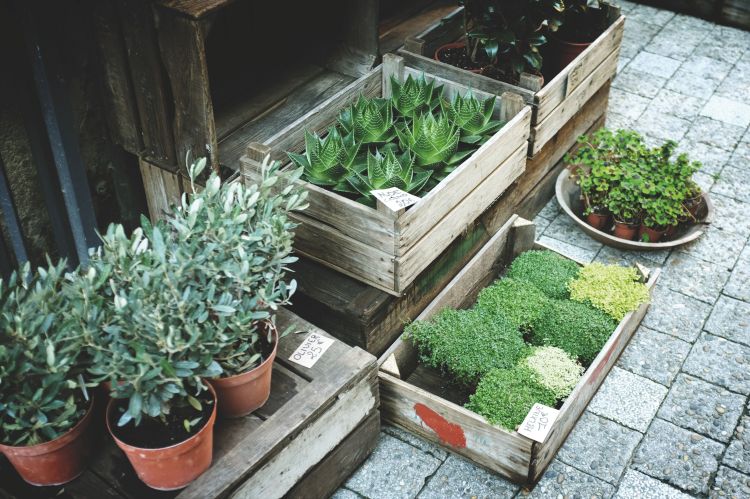 Plant for the patio via flouronmyface.com